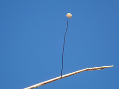 Marasmius limosus