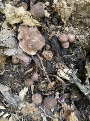 Melanophyllum haematospermum