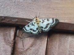 Anania hortulata