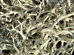 Cladonia uncialis