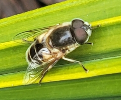 Eristalis hirta
