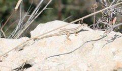 Ophisops elegans schlueteri