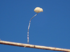 Marasmius limosus