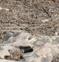 Ophisops elegans schlueteri