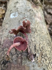 Melanophyllum haematospermum