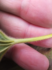 Alchemilla propinqua