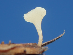 Hymenoscyphus scutula