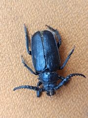 Prionus coriarius
