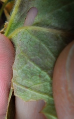 Alchemilla propinqua
