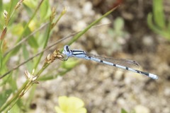 Enallagma doubledayi