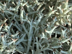 Cladonia uncialis