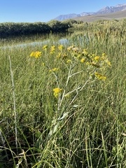 Senecio hydrophilus
