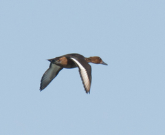 Aythya nyroca