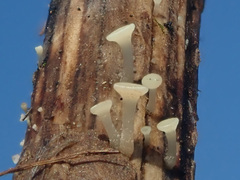 Hymenoscyphus scutula