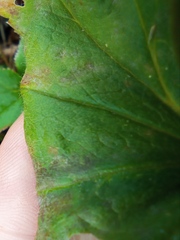 Alchemilla propinqua