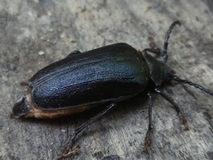 Prionus coriarius