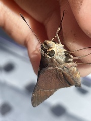 Asbolis capucinus