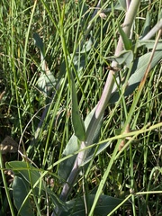 Senecio hydrophilus