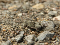 Oedipoda caerulescens