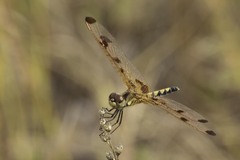 Celithemis elisa