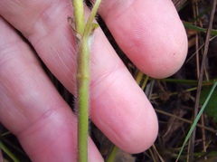 Alchemilla propinqua