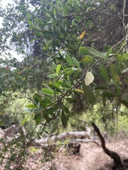 Leptospermum laevigatum