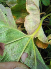 Alchemilla propinqua