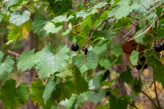 Vitis rotundifolia
