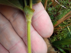 Alchemilla propinqua
