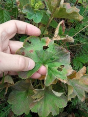 Alchemilla propinqua