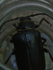 Prionus coriarius