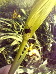 Mononychus punctumalbum