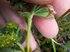Alchemilla propinqua