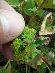 Alchemilla propinqua