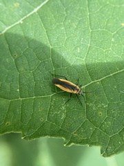 Lopidea robiniae