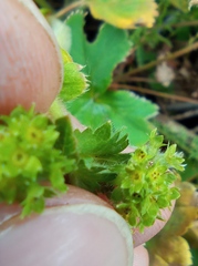 Alchemilla propinqua