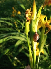 Succinea putris