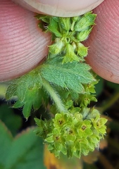 Alchemilla propinqua