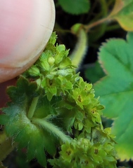 Alchemilla propinqua