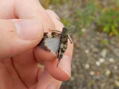 Oedipoda caerulescens