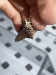 Asbolis capucinus