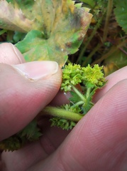 Alchemilla propinqua