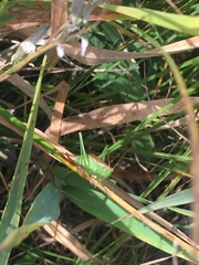 Conocephalus dorsalis