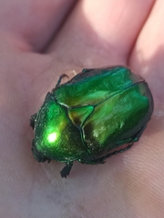 Protaetia speciosissima