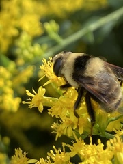 Eristalis flavipes