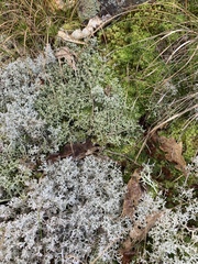 Cladonia uncialis