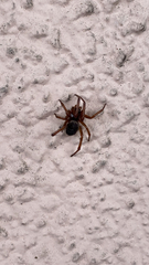 Steatoda nobilis