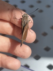 Asbolis capucinus