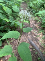 Monarda clinopodia