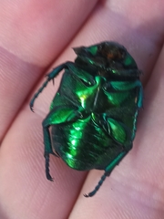 Protaetia speciosissima